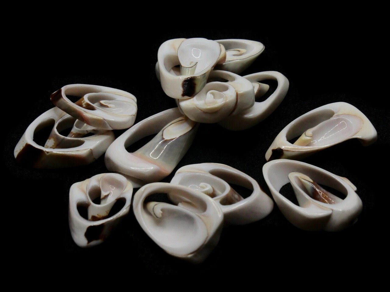 12 23mm to 30mm Spiral Sliced Natural Shell Pendant Beads